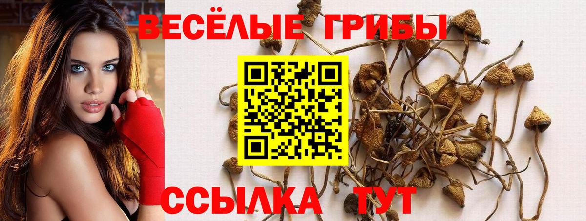 где купить   Вход с VPN  Канск  Галлюциногенные грибы Psilocybe 